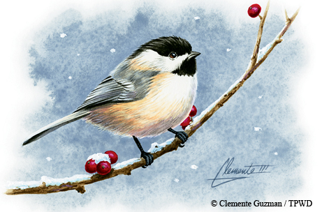 bird